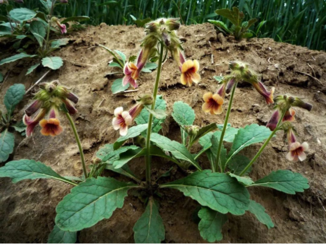 地黄苗文史君说民人以食为天,明代中后期经济的繁荣,全新食材的传入