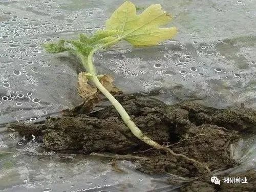 蔬菜|蔬菜苗期长不好，怎么办？｜植树节，湘研教你如何苗期管理！