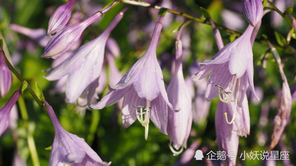 21年3月13日爱情运势 携手相伴 收获幸福的四大星座 腾讯新闻