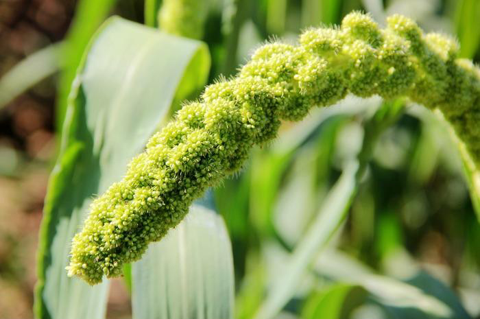 磷肥|磷肥对植物生长发育重要么？