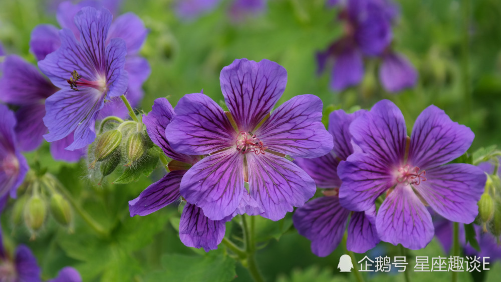 3月13日星座运势 金牛脚踏实地 狮子信心十足 双鱼游刃有余 腾讯新闻