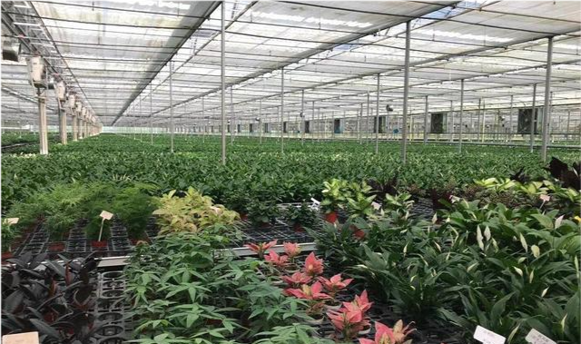 温室种植花卉如何利用温度控制花期达到最佳的经济效益