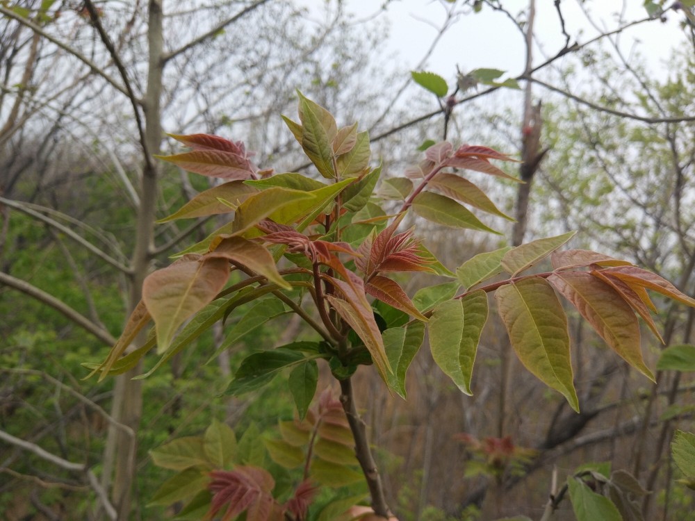 买香椿,如何区分香椿和臭椿?就看枝头这片叶子,一眼认清不受骗