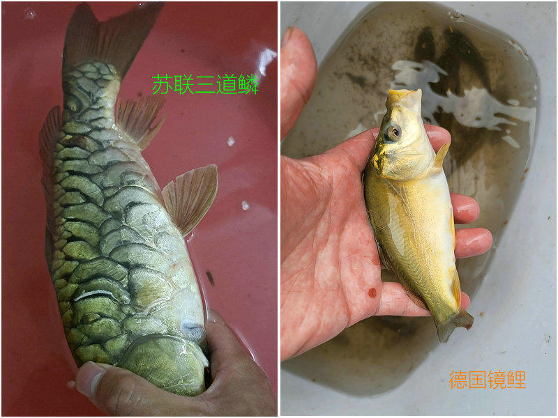 其實是錯誤的——事實上,三道鱗學名散鱗鯉魚,是1958年從蘇聯引入的