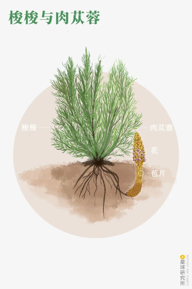 摄影师|植树造林，如何改变中国？