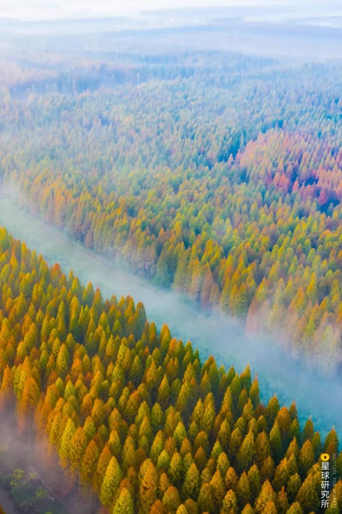 摄影师|植树造林，如何改变中国？