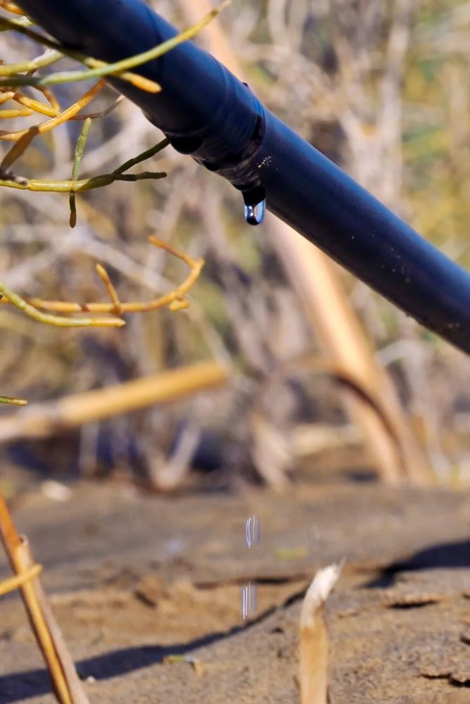 摄影师|植树造林，如何改变中国？