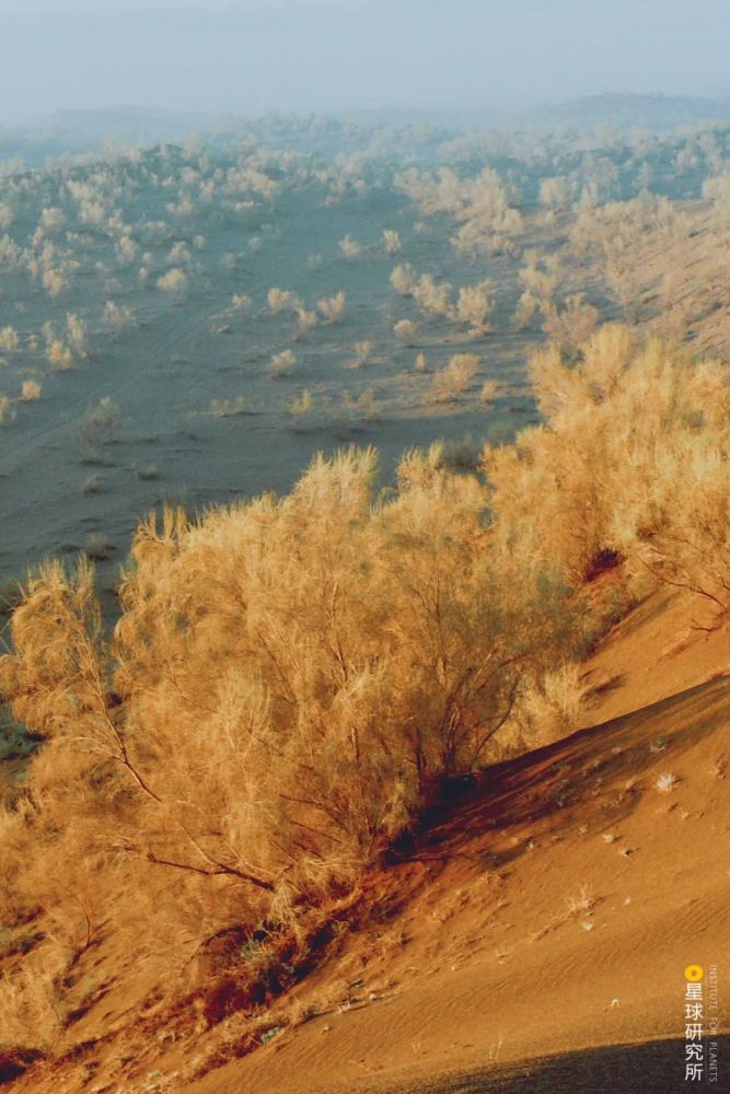 摄影师|植树造林，如何改变中国？