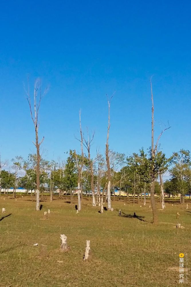 摄影师|植树造林，如何改变中国？