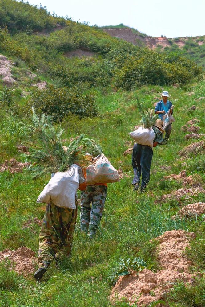 摄影师|植树造林，如何改变中国？