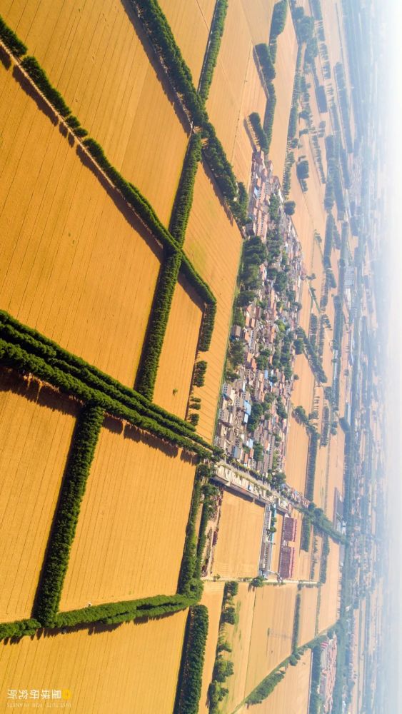 摄影师|植树造林，如何改变中国？