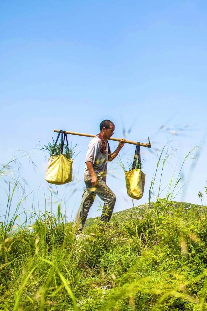 摄影师|植树造林，如何改变中国？
