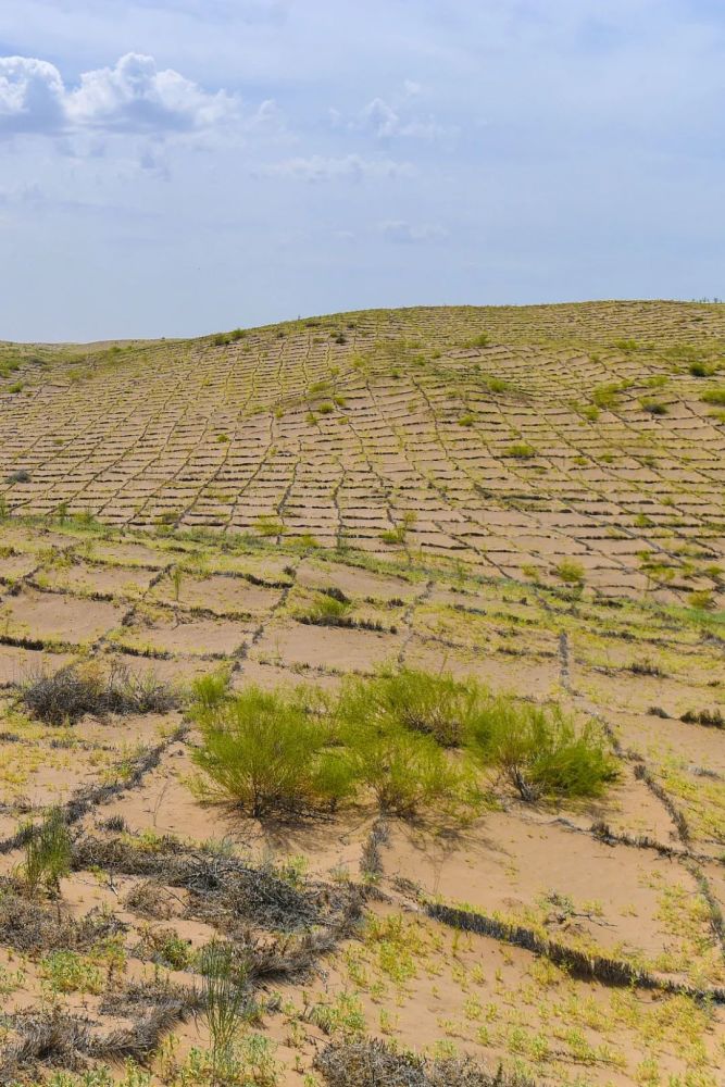 摄影师|植树造林，如何改变中国？