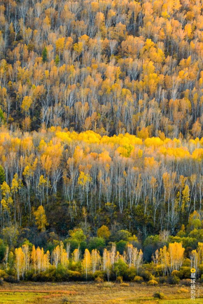 摄影师|植树造林，如何改变中国？