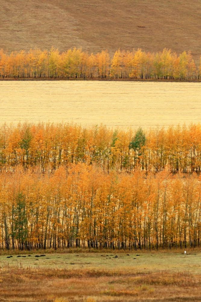 岛状的树丛被称为"绿岛"或"树伞"(内蒙古乌兰布统的草原防风白桦林带