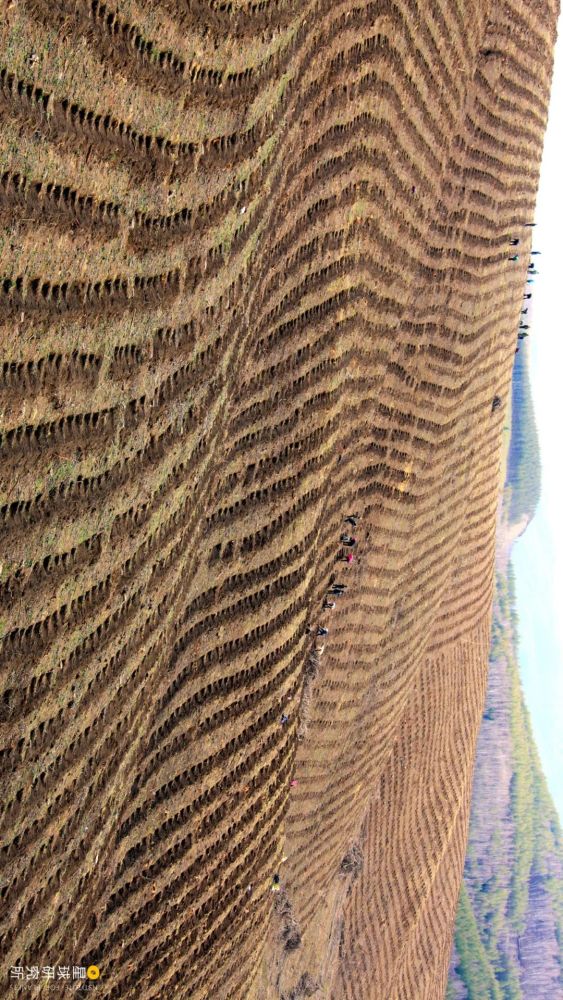 摄影师|植树造林，如何改变中国？