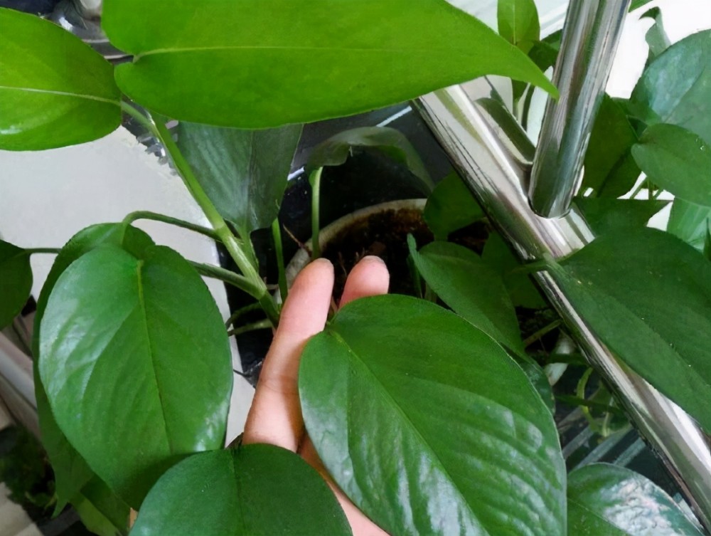 告诉大家一个秘密香蕉皮养花有很多大众不知道的用法哦