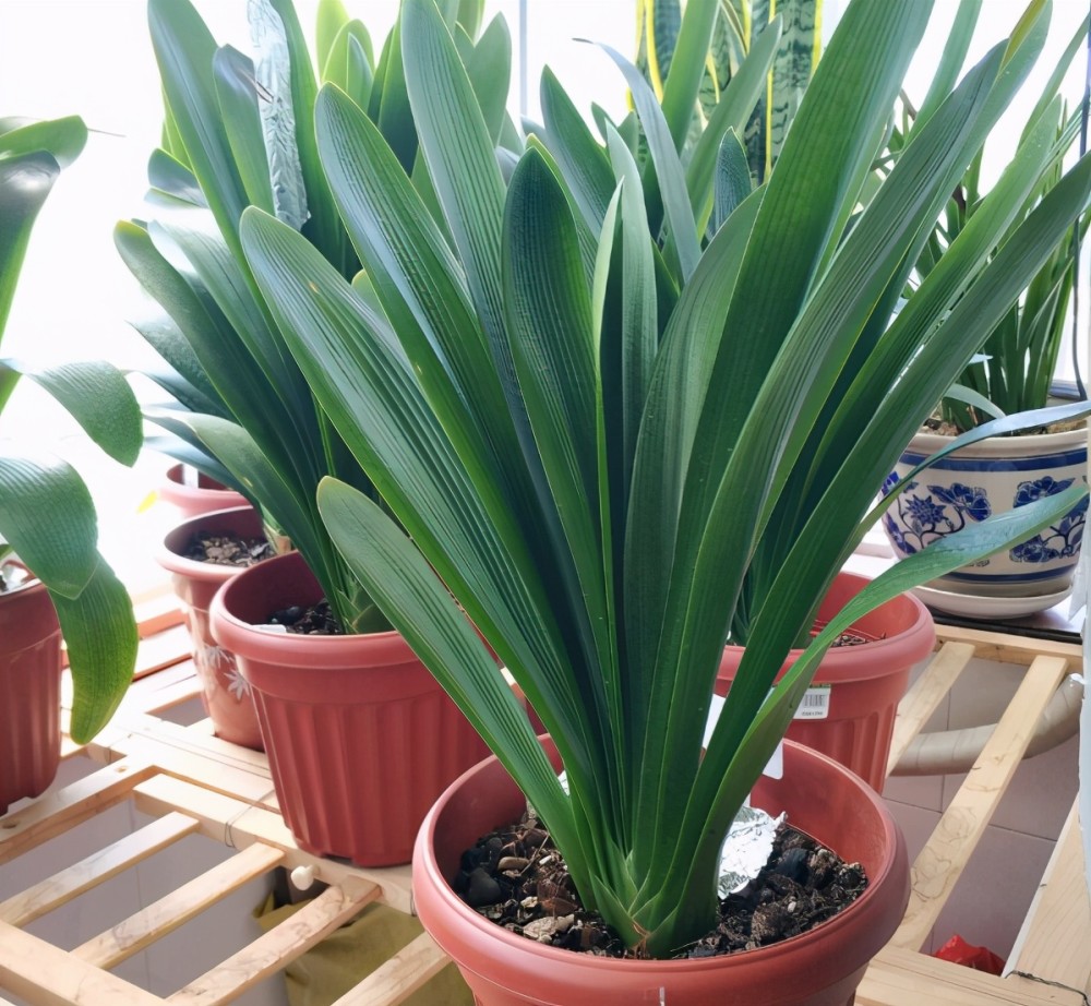 告诉大家一个秘密香蕉皮养花有很多大众不知道的用法哦