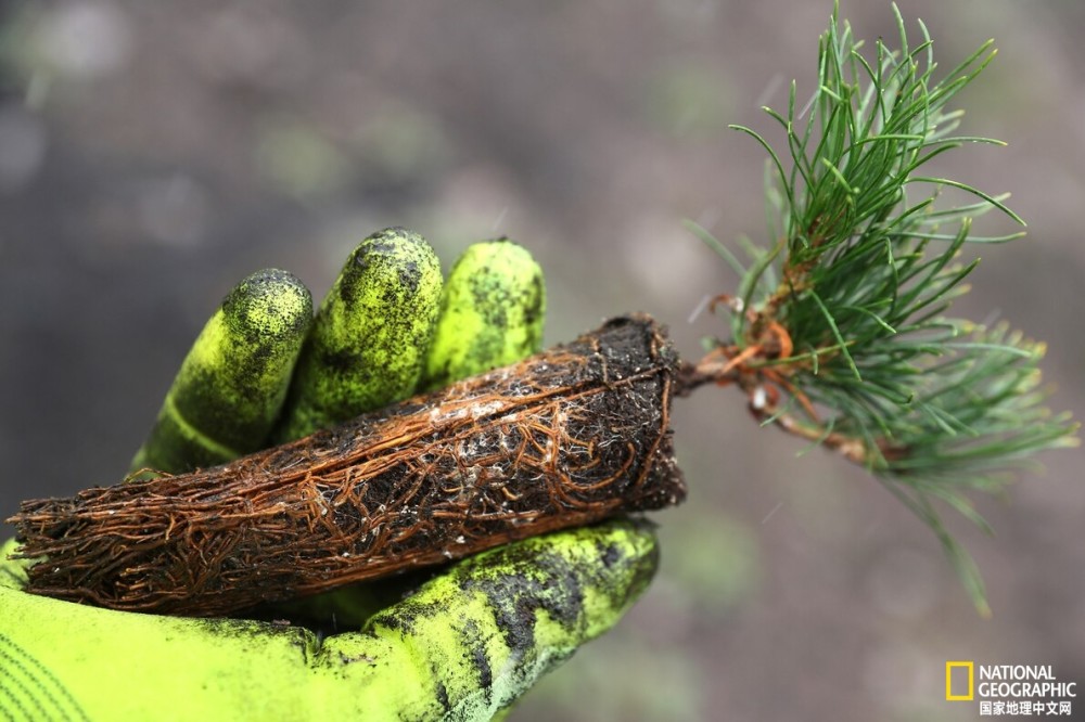 美国|究竟需要种多少树，才能抗击气候变化？