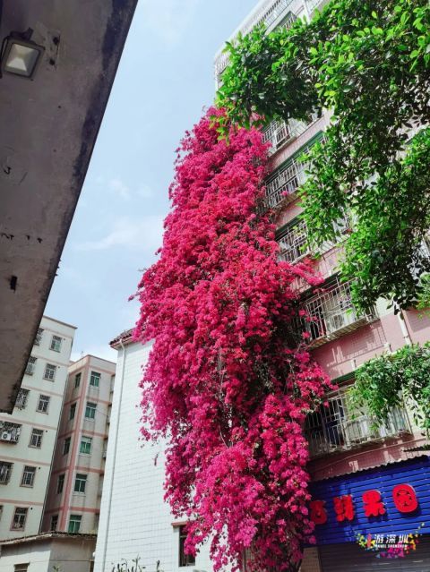 足足8层楼这条花瀑布火了深圳人都在围观