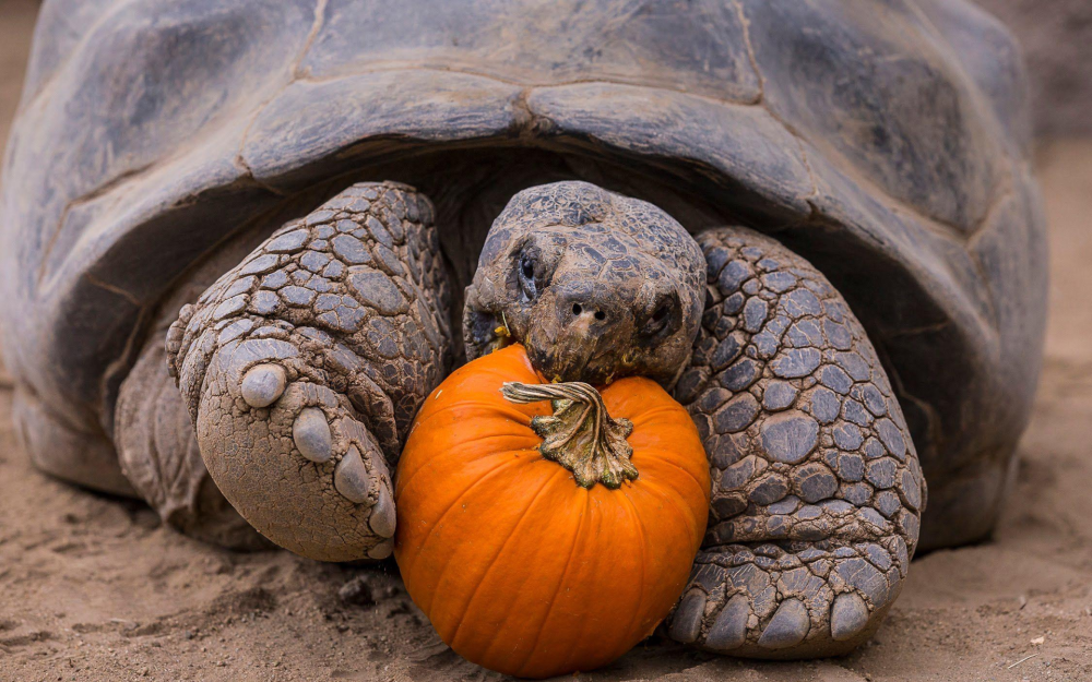 世界上这种陆龟只有14种,它们分别以分布的岛屿命名,比如孤独的乔治就