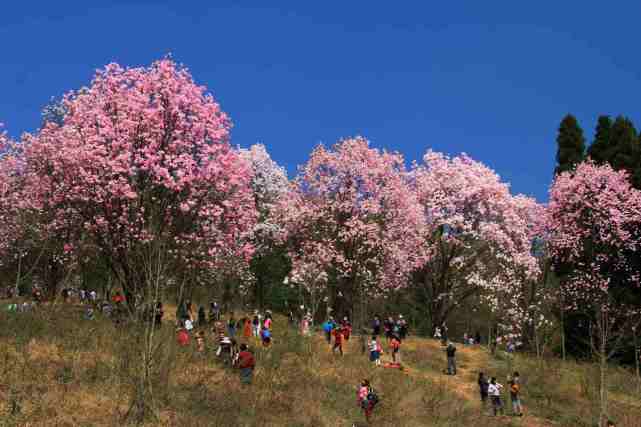 進入最佳賞花期,適合週末1日遊|藥王谷|旅遊景區|辛夷花|花海