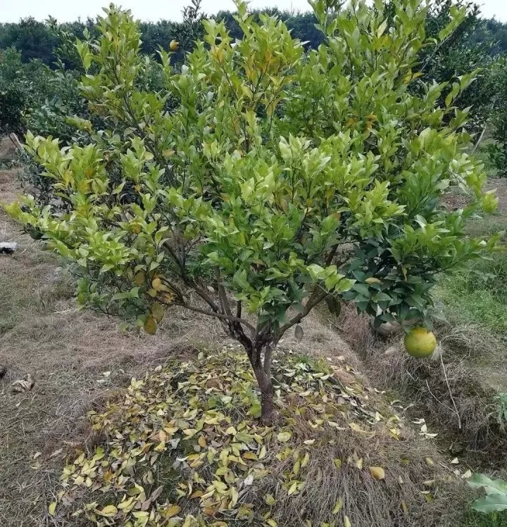 柑橘|半树花一树果：柑橘保花保果方法详解