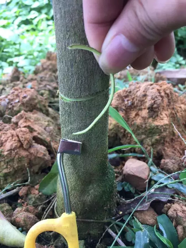 柑橘|半树花一树果：柑橘保花保果方法详解