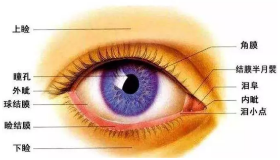 get肿眼泡的克星重焕双眸光彩