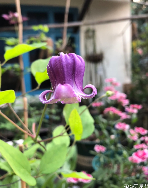 铁线莲里的小铃铛名叫铃铛铁开花可爱皮实好养