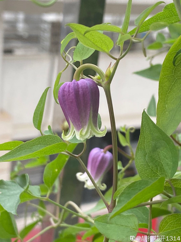 铁线莲里的"小铃铛",名叫"铃铛铁",开花可爱,皮实好养_腾讯新闻