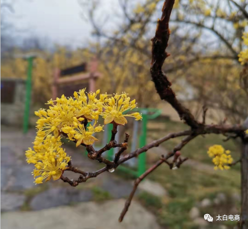 21 赏茱萸花海游雪域太白 山茱萸赏花节活动开幕 腾讯新闻