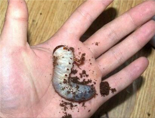 湘西苗蛊巫术真的存在吗相传能杀人于无形到底怎么操作的