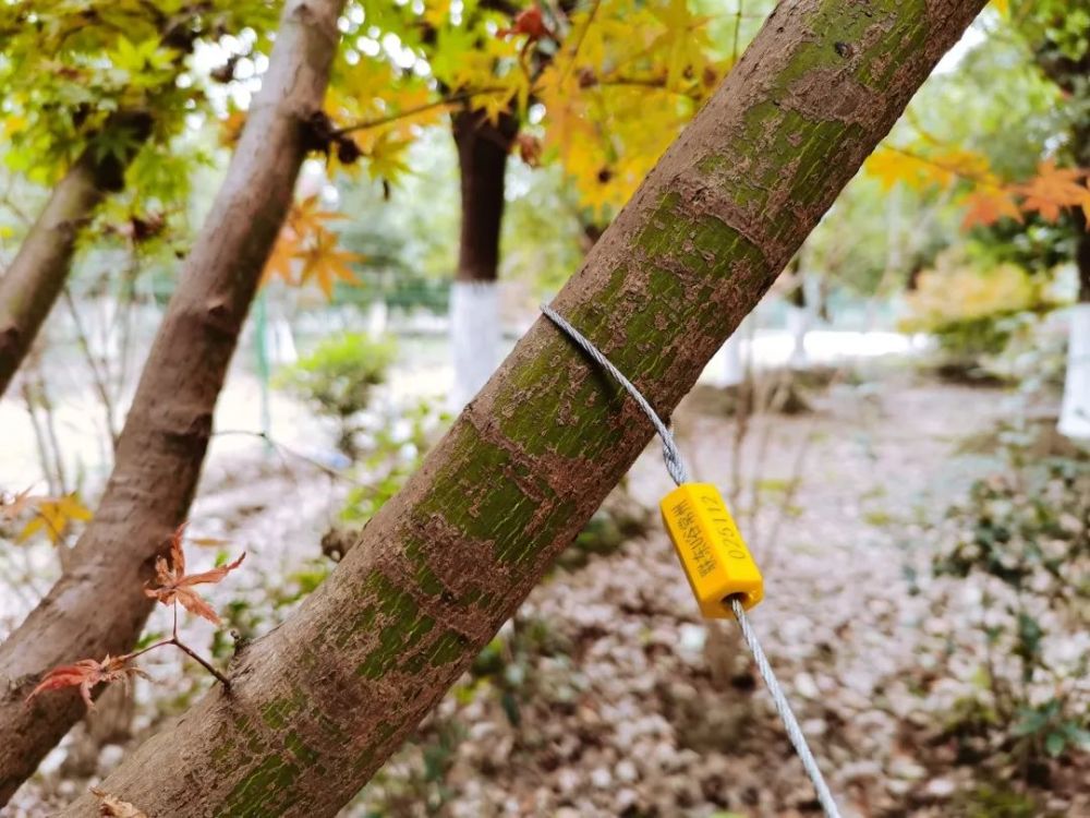 五好园区|尺树寸泓 一见倾心-植树节