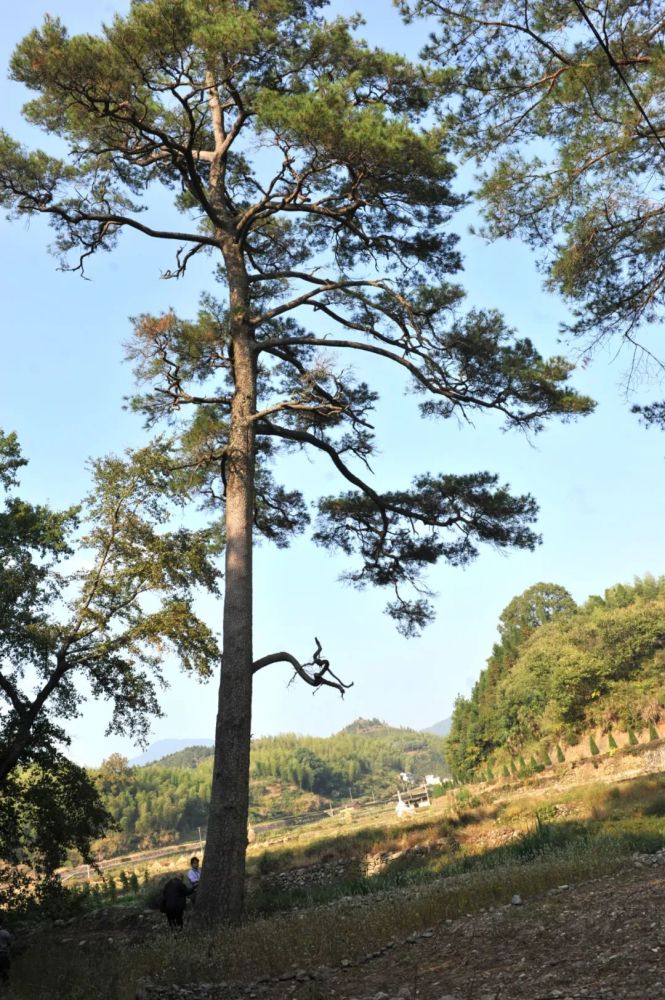 衢州冠幅最大的树是一棵樟树,位于开化县苏庄镇樟田村.