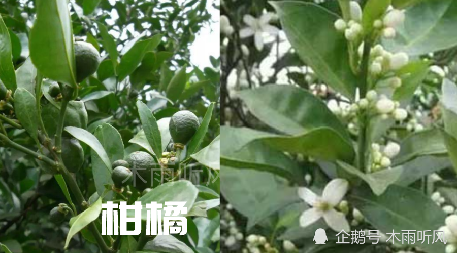 橘子|柑橘开花期，喷洒什么农药防治病虫害？对花有影响怎么办？