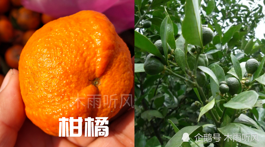 橘子|柑橘开花期，喷洒什么农药防治病虫害？对花有影响怎么办？