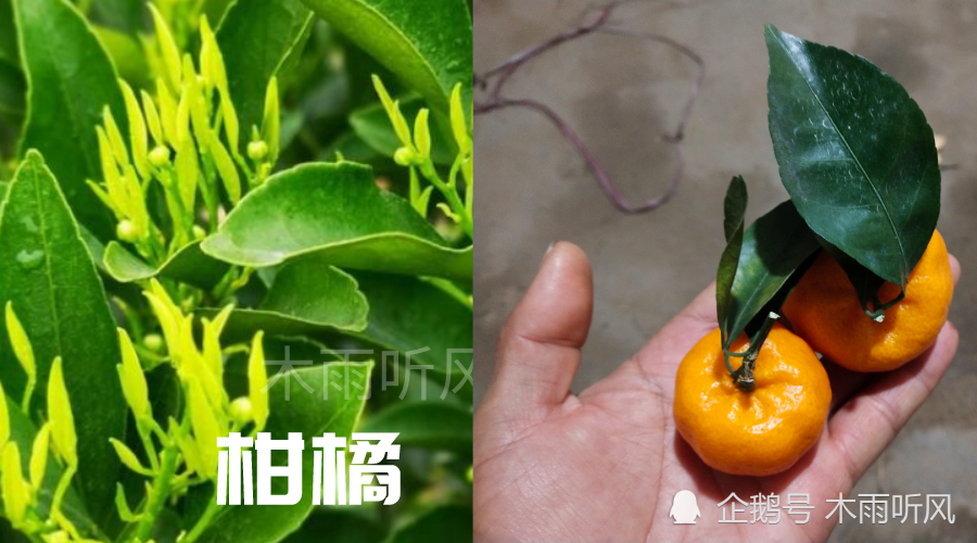 橘子|柑橘开花期，喷洒什么农药防治病虫害？对花有影响怎么办？