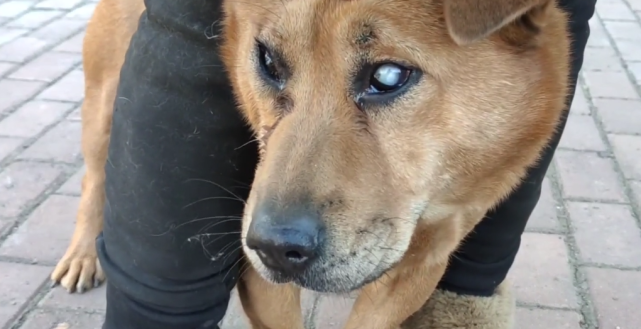 黑龙江10多岁失明狗狗惨遭主人遗弃获得救助时眼中充满渴望