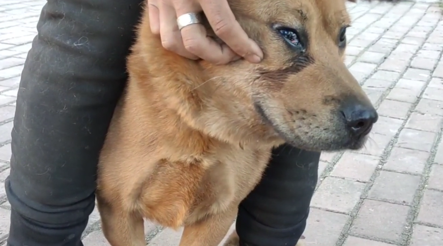 黑龙江:10多岁失明狗狗惨遭主人遗弃,获得救助时,眼中充满渴望