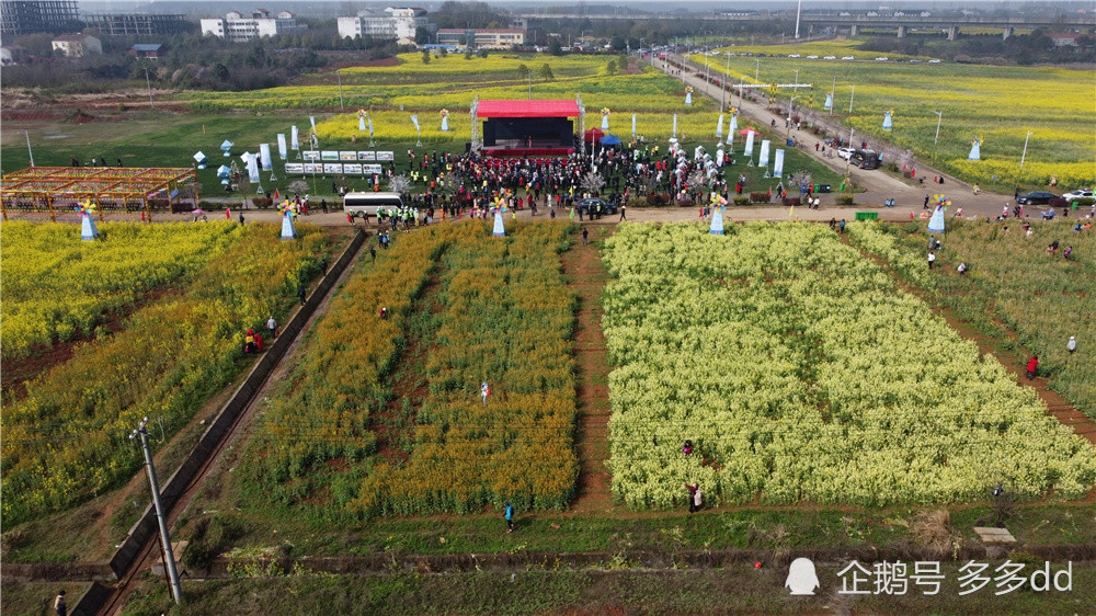 江夏五里界彩色油菜花图片