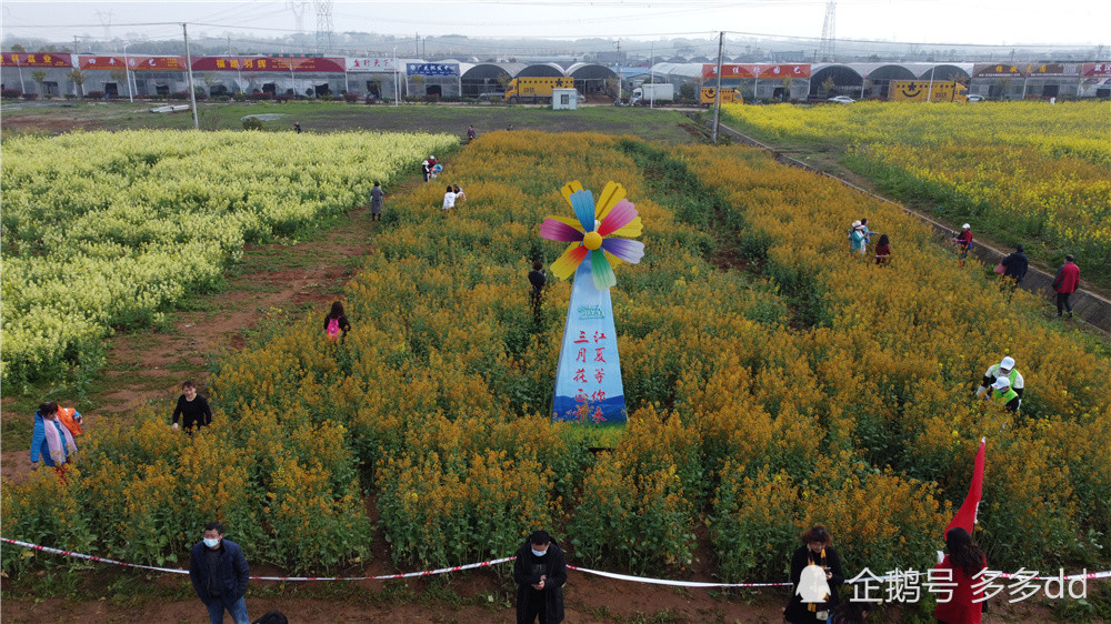 江夏五里界彩色油菜花图片