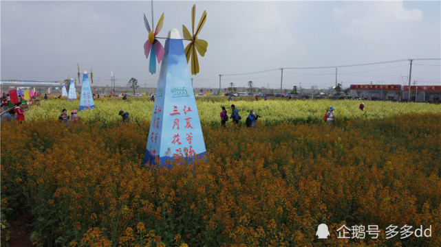 到江夏五里界看多彩油菜花