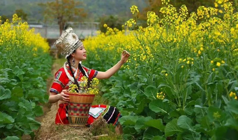 油菜|油菜在《诗经》里名叫“葑”，现在的油菜花是“葑”之花吗？