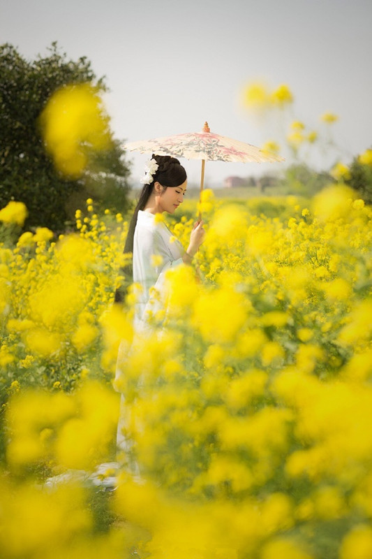 油菜|油菜在《诗经》里名叫“葑”，现在的油菜花是“葑”之花吗？