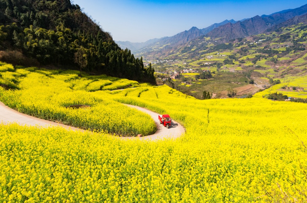 油菜|油菜在《诗经》里名叫“葑”，现在的油菜花是“葑”之花吗？