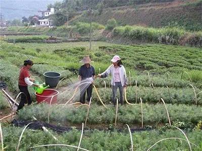 水溶肥|优质水溶肥用了不少却没效果？