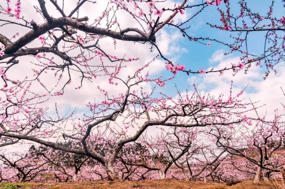 拂面桃花朵朵开西充的桃花开了你知道吗西充桃花源浪漫自由行粉面桃花