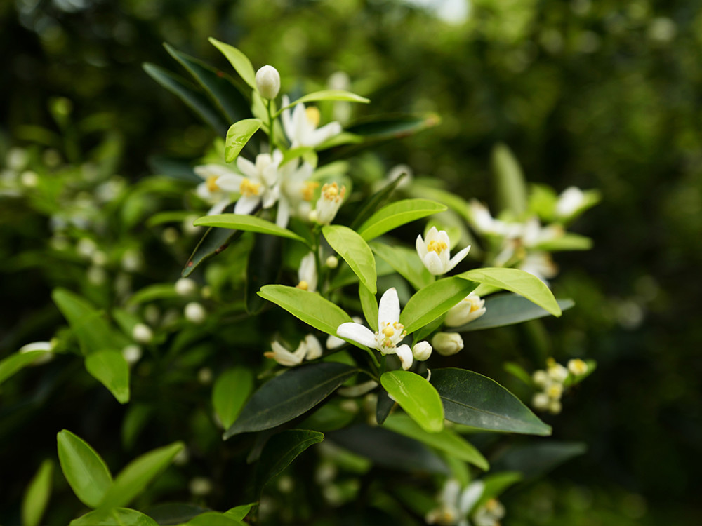 新会春光好景致:春耕时节,柑花满园