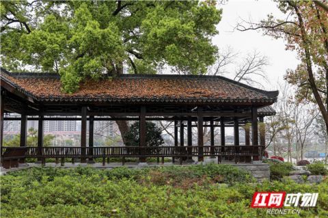 船山书院旁桃花竞相开放.东洲岛游客步道旁白色樱花竞相绽放.